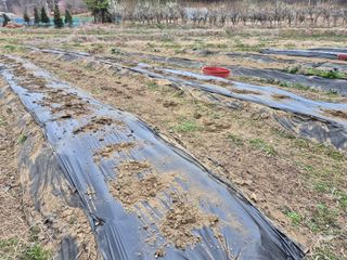 상숙님의 기타작물 · 영농일지 작성글 사진