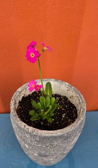 김영순님의 기타작물 · 영농일지 작성글 사진