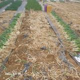 팜모닝 기타작물·영농일지 게시글 이미지