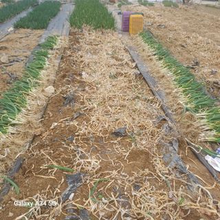 삼성농산님의 기타작물 · 영농일지 작성글 사진