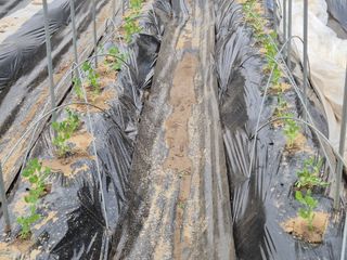 이경옥님의 기타작물 · 영농일지 작성글 사진