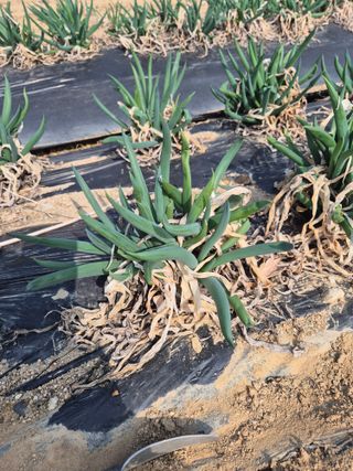 참깨10143님의 기타작물 · 영농일지 작성글 사진