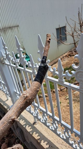 주윤발이님의 감 · 영농일지 작성글 사진