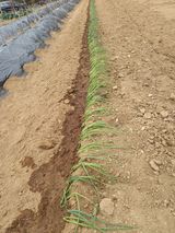 낙엽교목류17614님의 작성글 사진