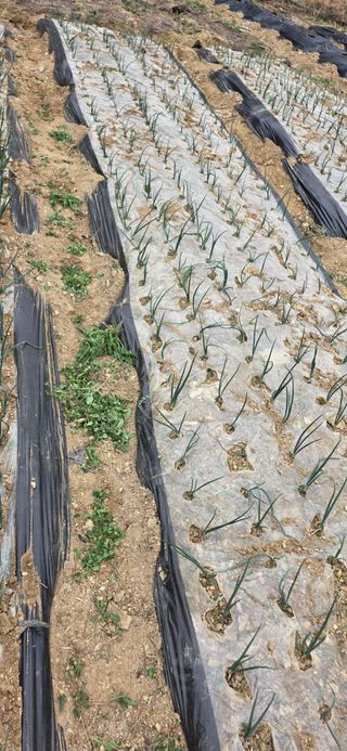 경주농장님의 양파 · 영농일지 작성글 사진