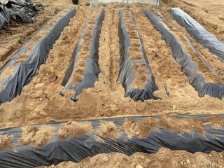 농린이님의 기타작물 · 영농일지 작성글 사진