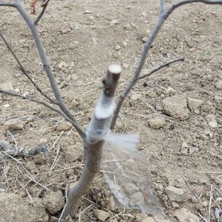 섬진강님의 기타작물 · 영농일지 작성글 사진