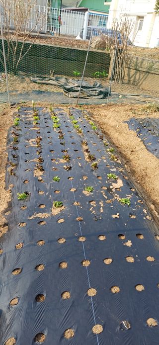 남궁봉님의 상추 · 영농일지 작성글 사진