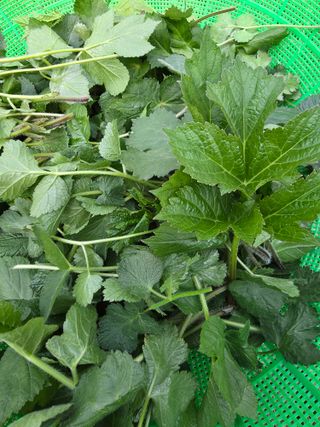 윤미선(농경채인증님의 기타작물 · 영농일지 작성글 사진