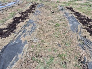 상숙님의 기타작물 · 영농일지 작성글 사진