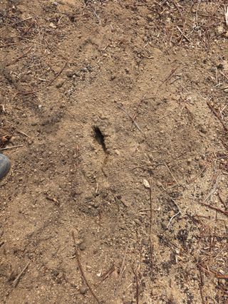 콩7431(팔공산)님의 복숭아 · 영농일지 작성글 사진