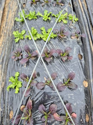 이경옥님의 기타작물 · 영농일지 작성글 사진