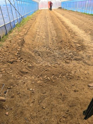 비타민님의 고추 · 영농일지 작성글 사진