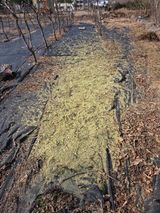 팜모닝 기타작물·영농일지 게시글 이미지