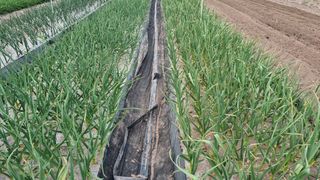 김동명님의 두릅 · 영농일지 작성글 사진