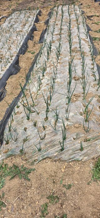 경주농장님의 양파 · 영농일지 작성글 사진