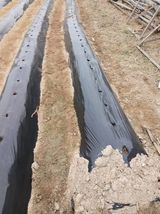 팜모닝 기타작물·영농일지 게시글 이미지