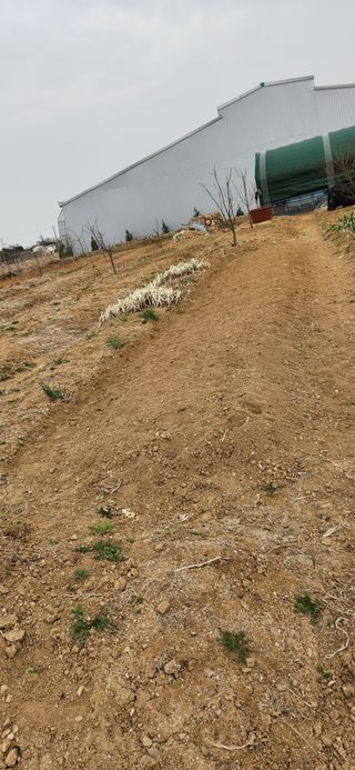 뭐하지!님의 양배추 · 영농일지 작성글 사진