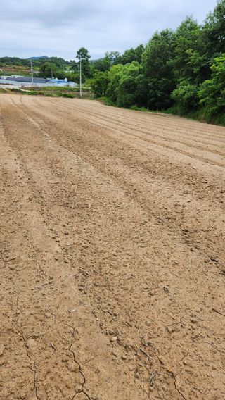 안경준님의 콩 · 영농일지 작성글 사진