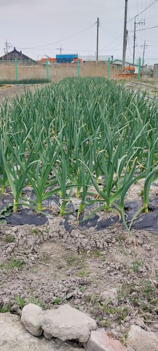 주말 농원(이시원)님의 기타작물 · 영농일지 작성글 사진