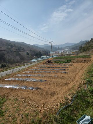 이영철님의 기타작물 · 영농일지 작성글 사진