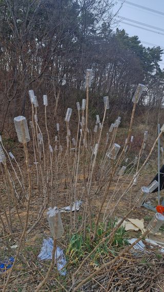 이철수님의 두릅 · 영농일지 작성글 사진