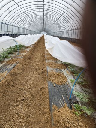 김저팔계님의 기타작물 · 영농일지 작성글 사진