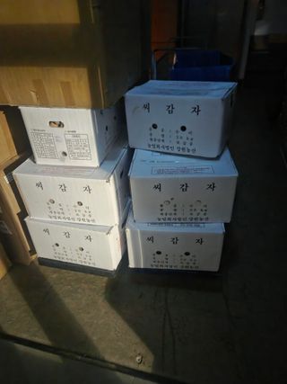 YAN JIAPENG님의 감자 · 영농일지 작성글 사진