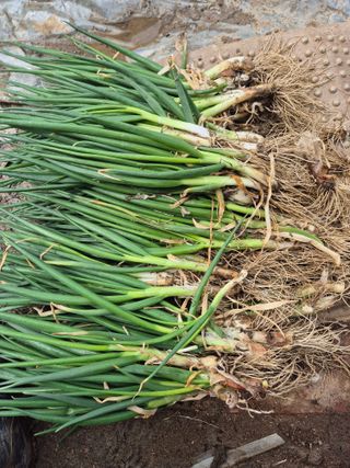 이경옥님의 기타작물 · 영농일지 작성글 사진