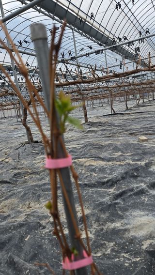 전진원님의 포도 · 영농일지 작성글 사진