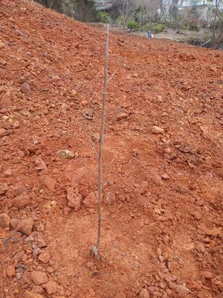 최영묵님의 복숭아 · 영농일지 작성글 사진