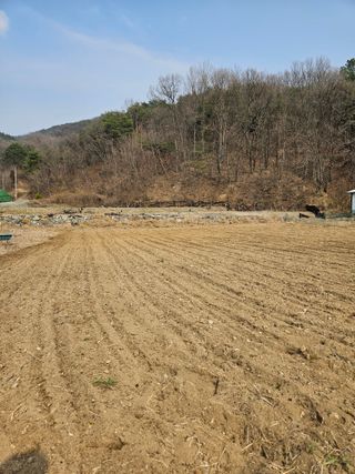 드라곤해드님의 참깨 · 영농일지 작성글 사진