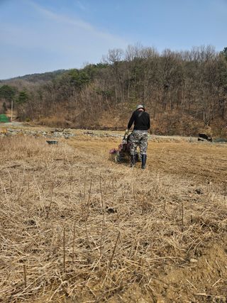 드라곤해드님의 참깨 · 영농일지 작성글 사진