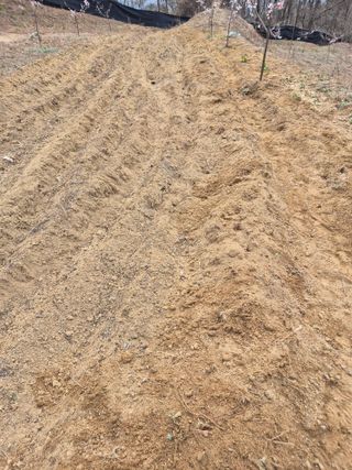 호랑이별님의 기타작물 · 영농일지 작성글 사진