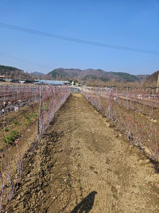 유제상님의 기타작물 · 영농일지 작성글 사진
