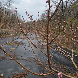 양배추21889님의 상추 · 영농일지 작성글 사진