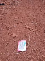 팜모닝 기타작물·영농일지 게시글 이미지