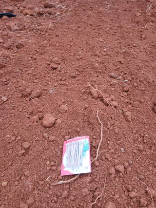 최영묵님의 기타작물 · 영농일지 작성글 사진