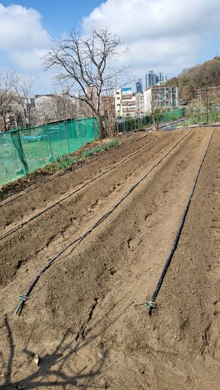 박희정님의 고추 · 영농일지 작성글 사진