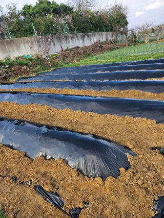 정철수님의 기타작물 · 영농일지 작성글 사진