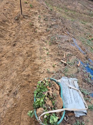 호랑이별님의 기타작물 · 영농일지 작성글 사진