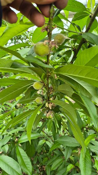 최근만님의 복숭아 · 영농일지 작성글 사진