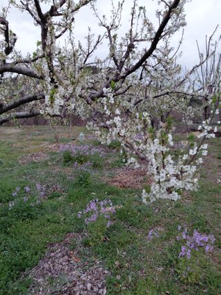 심무재 님의 기타작물 · 영농일지 작성글 사진