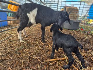 늘햇살팜 님의 기타작물 · 영농일지 작성글 사진