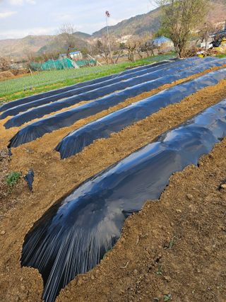 정철수님의 기타작물 · 영농일지 작성글 사진