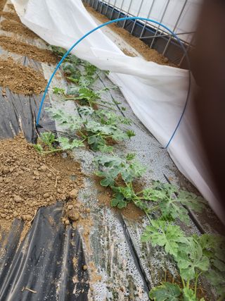 김저팔계님의 기타작물 · 영농일지 작성글 사진