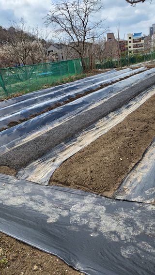 박희정님의 고추 · 영농일지 작성글 사진