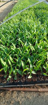 팜모닝 옥수수·영농일지 게시글 이미지