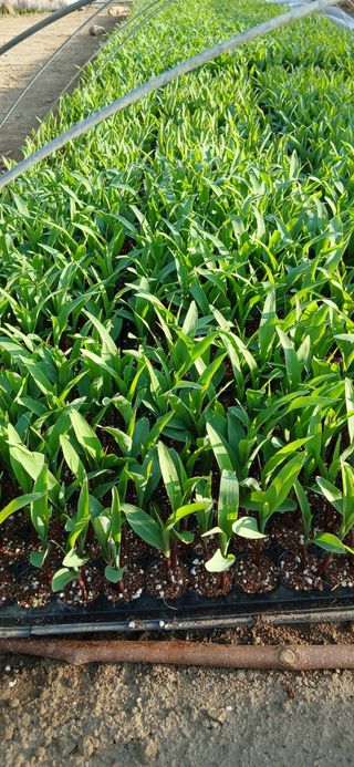 이민규님의 옥수수 · 영농일지 작성글 사진