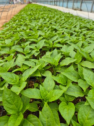 고추나방탄저에적합한님의 고추 · 영농일지 작성글 사진